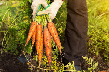 Farmer hands in gloves holding bunch of carrot in garden in sunlight