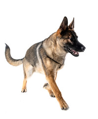 young german shepherd