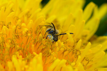 Closeup on a male red-bellied miner, Andrena ventralis hiding in a yellow dandelion flower
