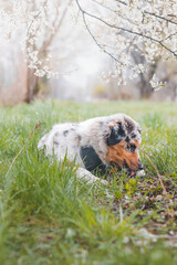 Fototapeta premium Colorful, mischievous Australian Shepherd puppy sitting under a cherry blossom tree on a romantic spring morning. A happy playful dog with crazy eyes