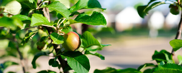 Panorama view small apple fruits on tree branch with blurry front porch houses background in early Spring at homestead garden fruit orchard Dallas, Texas, USA