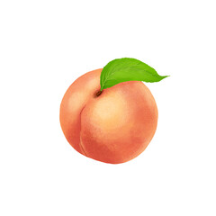 peach fruit with leave hand-drawing