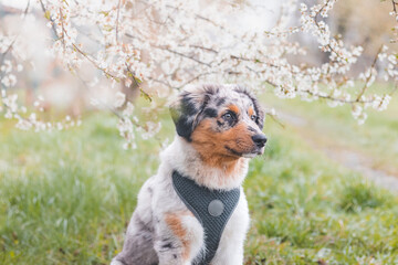Colorful, mischievous Australian Shepherd puppy sitting under a cherry blossom tree on a romantic spring morning. A happy playful dog with crazy eyes
