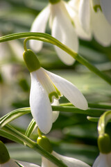 Spring snowdrop