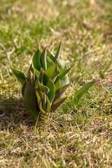 Tulip tips in spring