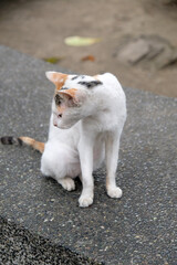 asian cat on the street
