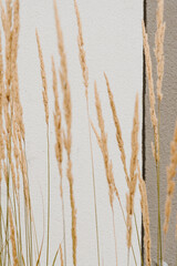 Aesthetic natural composition with dries grass stems. Abstract natural background of soft plants