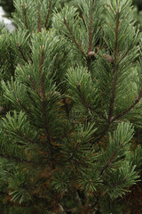 Closeup of fir, pine tree branches