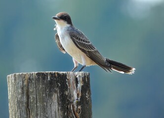 Eastern Kingbird (Tyrannus tyrannus) perched on a Fence Post in Custer State Park, South Dakota