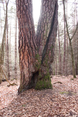 Obraz premium Sun shining behind a large tree in the Palatinate Forest on a winter day in Germany.