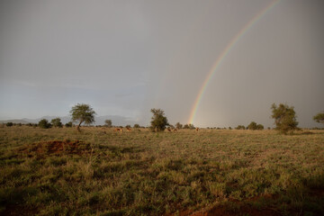 Rainbow in a beautiful landscape shot. Savannah Africa Kenya Taita Hills. taken on a safari in an incredible landscape