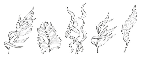 Vector set of seaweeds. Set of black and white hand drawn marine flora - obrazy, fototapety, plakaty