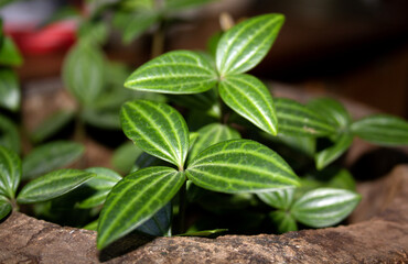 young green plant with three leaves