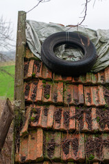 The old tiles are covered with moss. 