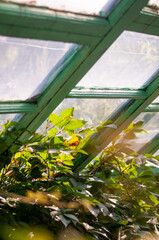 An old greenhouse overgrown with wild grapes and weeds.