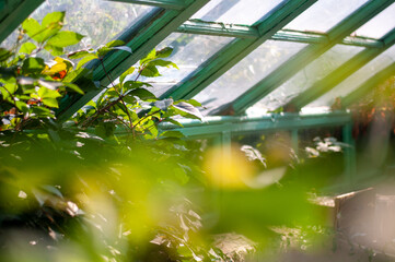 An old greenhouse overgrown with wild grapes and weeds.