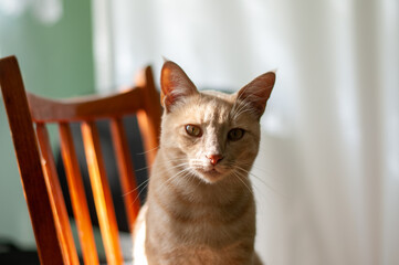 A red domestic cat of European breed.