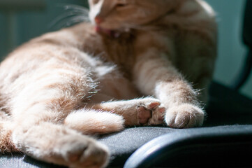 A red domestic cat of European breed.