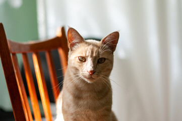 A red domestic cat of European breed.