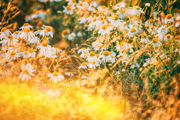 Amazing Sunrise Above Blooming Wild Flowers Matricaria Chamomilla Or Matricaria Recutita Or Chamomile. Commonly Known As Italian Camomilla, German or Hungarian Chamomile. Scenic View Bright Sunbeams.