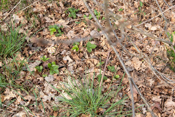 Summer field with grass and flowers, artistic partial focus and blurred background