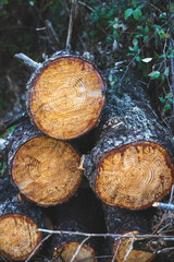 chopped log, wood, man's greed, Pollution, deforestation