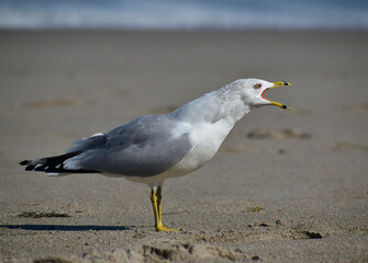 Adult Ring-bill gull in non-breeding plumage vocalizing