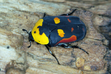 Scarab fruit beetle, Pachnoda iskuulka (Scarabaeidae). A beautiful beetle often bred by passionate...
