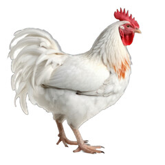 A rooster isolated on white background