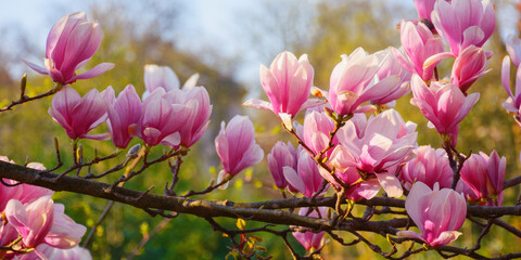 backlit magnolia flowers. floral background in the park. spring holiday concept