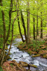 Fototapeta na wymiar creek in the forest among rocks. countryside scenery in spring. beauty in nature