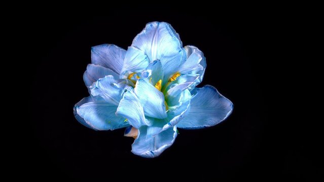 Time lapse. A blue tulip is drying on a black background. Death of a flower in timelapse mode. The flower dries up.