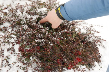 cranberry berries under the snow