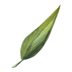 Fototapeta premium Watercolor hand drawn green leaves. Good for wrapping paper, pattern elements, summer design etc.