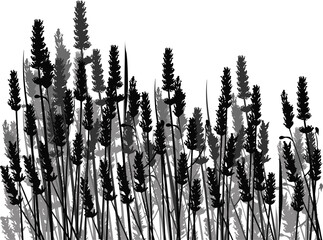 black and grey cereal grass isolated on white