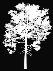 white one pine large isolated silhouette on black