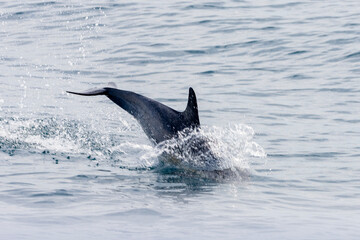 Fototapeta premium Dolphin breaching
