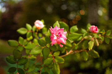 Obraz premium Pink Rose