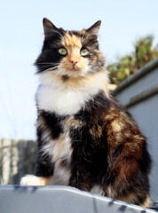 Tricolor fluffy cat sitting outdoors
