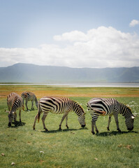 Fototapeta na wymiar Zebras in Ngorongoro national park, Tanzania