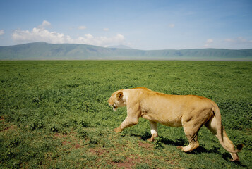 Lion in Ngorongoro national park, Tanzania