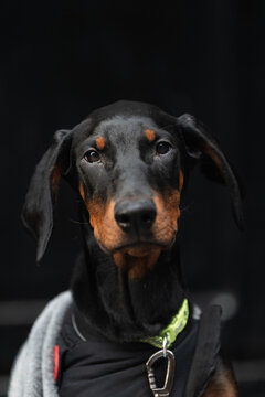 Portrait of A Doberman on the Streets of Glasgow