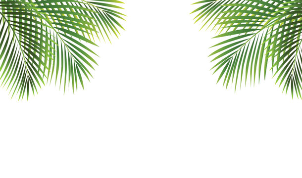 palm tree leaves