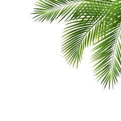 Palm Tree Border Isolated White Background