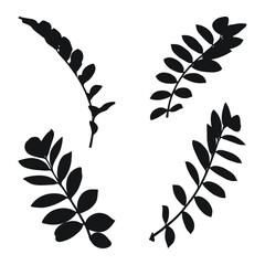 Real modern silhouettes plants, herbs. Drawing zamioculcas. Flat design art design template.