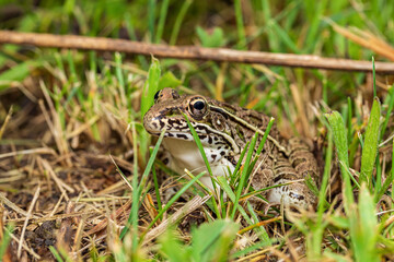 Southern Leopard Frog in grass. Wildlife conservation, habit loss and nature preservation concept.