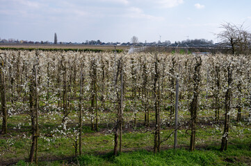 Fototapeta premium Spring white blossom of plum prunus tree, orchard with fruit trees in Betuwe, Netherlands in april