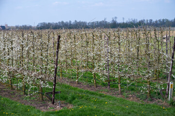 Fototapeta na wymiar Spring white blossom of plum prunus tree, orchard with fruit trees in Betuwe, Netherlands in april