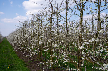 Fototapeta premium Spring white blossom of plum prunus tree, orchard with fruit trees in Betuwe, Netherlands in april