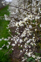 Spring white blossom of plum prunus tree, orchard with fruit trees in Betuwe, Netherlands in april